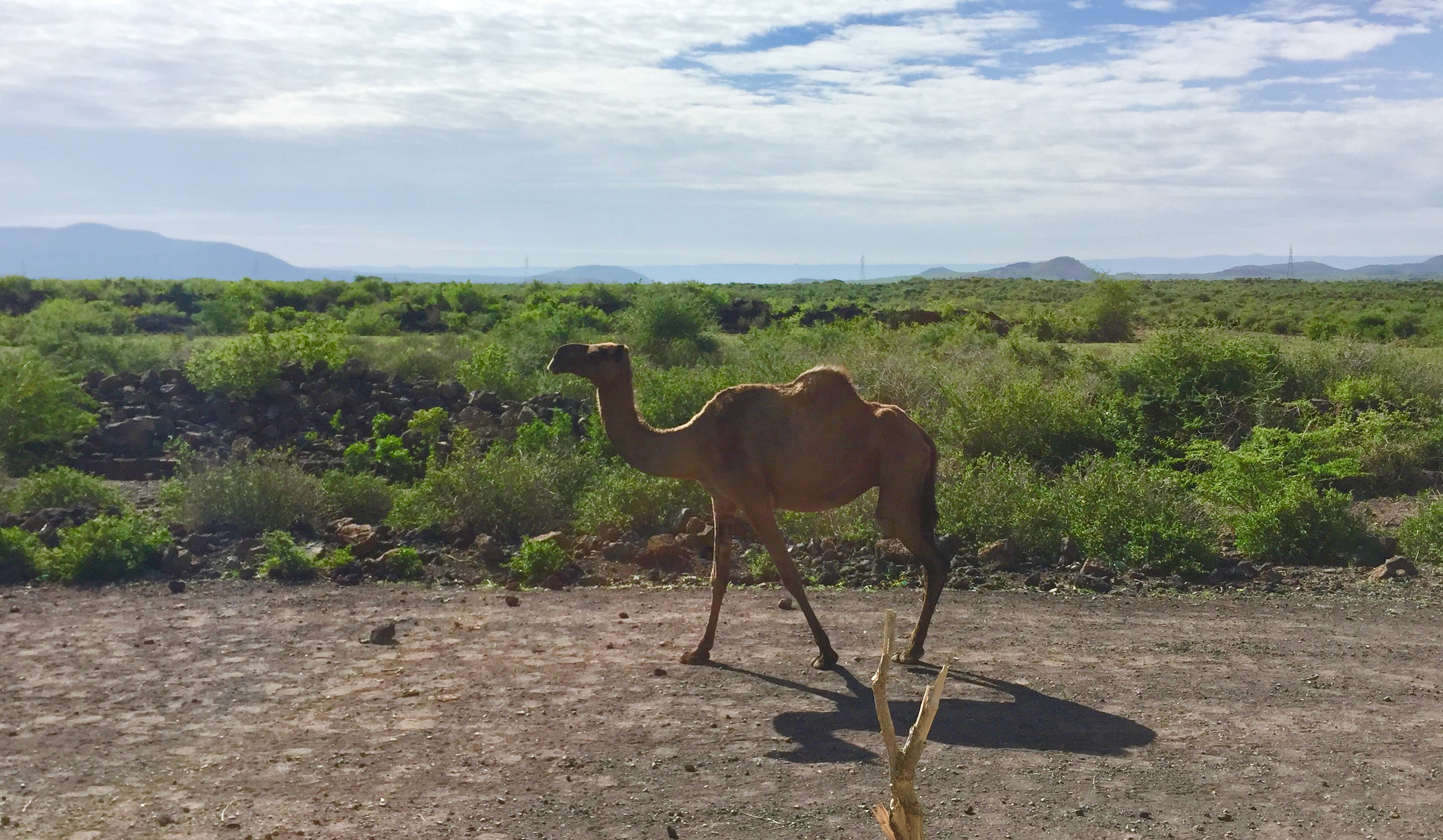 Camel wandering through nature reserve in Ethiopia